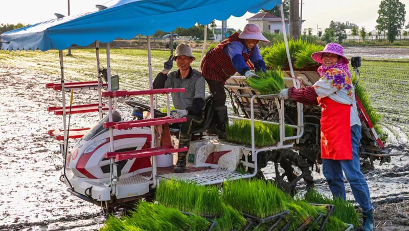 應(yīng)對高溫&ldquo;烤&rdquo;驗 浙農(nóng)全力保障&ldquo;三夏&rdquo;生產(chǎn)