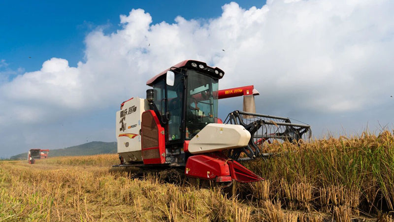 全力以赴奪取秋糧豐收，浙農(nóng)這樣做&rarr;