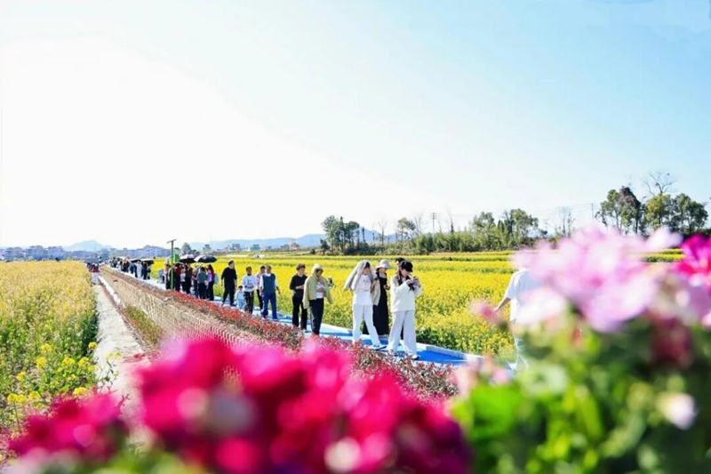 浙農科技：花海梨香繪就春日農旅新圖景