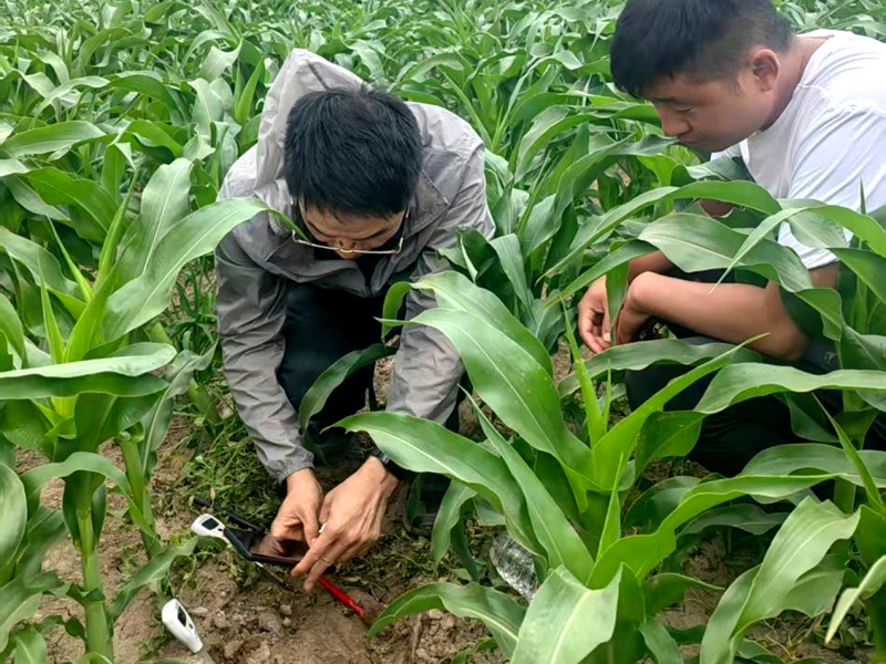 愛普科技酸性水溶肥方案助力西北地區鹽堿地改良